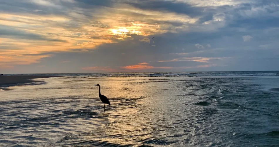 Best Beaches in Hilton Head Island: Your Complete Guide to South Carolina’s Coastal Paradise